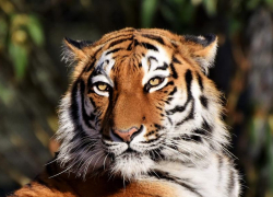 Где в Морозовске найти красивый символ наступающего 2022 года