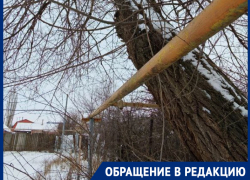 «Если рухнет - весь двор останется без газа»: морозовчане бьют тревогу из-за опасного дерева у жилого дома
