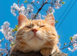 Теплую погоду без осадков обещают синоптики 2 мая