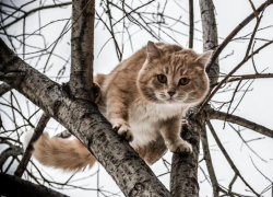 Облачность и до 6 градусов тепла обещают морозовчанам 8 декабря