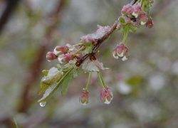 Морозовчан предупредили о возможных заморозках в ночь на 29 апреля