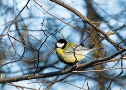 Потепление до +8 градусов обещают морозовчанам в конце недели