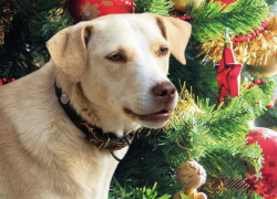 Собачий ад на Новый год: как фейерверки убивают домашних питомцев