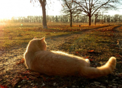 Переменная облачность и до 4 градусов тепла ожидается в Морозовске 18 ноября