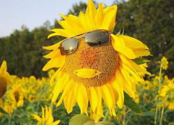 Жарко и солнечно будет в Морозовске в пятницу, 2 июля