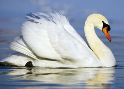 Лебедь: редких краснокнижных птиц можно встретить и на территории Морозовского района