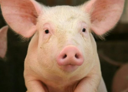 Употреблять в пищу свинину после термической обработки в Морозовске безопасно