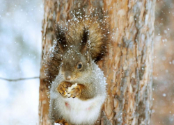 Потепление до -5 и небольшой снег ожидается в Морозовске 11 декабря