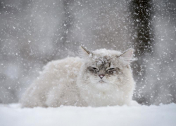 Зима в Морозовске начнется со снегопада