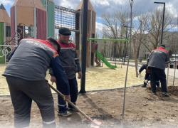 В Морозовске высадили десятки клёнов 