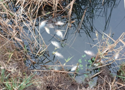 Экологическая катастрофа в Морозовском районе: река Быстрая на грани гибели