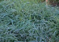 «Мороз среди весны»: синоптики бьют тревогу - урожай под угрозой 