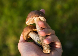 Как не отравиться дикорастущими грибами объяснили дончанам специалисты Роспотребнадзора 