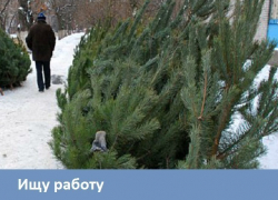 Морозовчанка согласна продавать елки