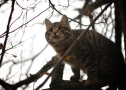Со знаком "+" и без осадков: совсем не зимнюю погоду обещают морозовчанам в последнее воскресенье этого года