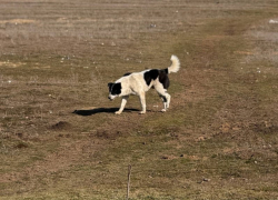 14 безнадзорных собак отловили в прошлом месяце в Морозовске