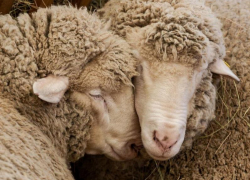 Овцеводческое предприятие из Морозовского района вошло в число победителей Российской выставки племенных овец и коз в Каспийске