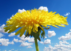 Немного облачно, но тепло будет в Морозовске в субботу, 8 мая