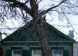 Вопрос-ответ: Когда будут спилены деревья возле дома №24 на улице Ломоносова в Морозовске?