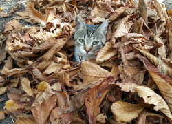 Пасмурную и холодную погоду обещают морозовчанам в пятницу