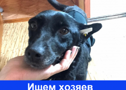 Доброй, но гавкучей собаке нужен ответственный хозяин