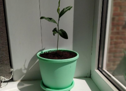 Как вырастить лимонное деревце из косточки