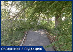 Поперек тротуара на улице Димитрова в Морозовске рухнула часть дерева