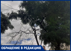 Ветки трещат, провода искрятся! - морозовчанка о старых деревьях в переулке Новом