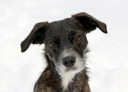 Небольшой снег обещают морозовчанам в последний день уходящей недели