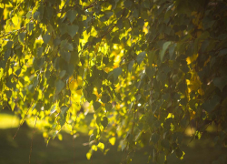 Малооблачно и +15 будет в Морозовске во вторник