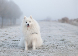 -2 и пасмурная погода ожидается в Морозовске во вторник