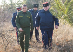 5 тысяч рублей за одну сосну: незаконная рубка хвойных деревьев грозит дончанам крупными штрафами