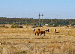 «Великий край Донской»: морозовчане написали песню о Ростовской области