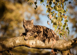  Ясная погода без осадков ожидает морозовчан 10 сентября