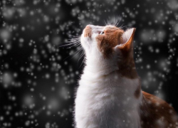 Очередной морозный и снежный день обещают синоптики в пятницу, 28 января