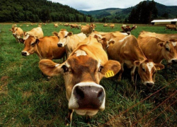 Сельскохозяйственная перепись в Морозовске начнется 1 июля