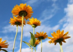 Переменная облачность и до 24 градусов тепла ожидается в Морозовске 23 мая