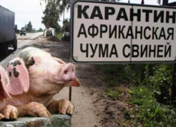 Скачки-Малюгин, Веселовка и Морозов вошли в первую угрожаемую зону по чуме свиней вместе с Морозовском