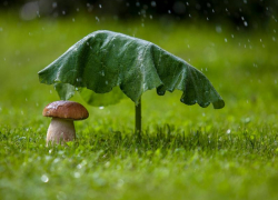 Небольшой дождь и до +33 градусов тепла обещают морозовчанам в воскресенье