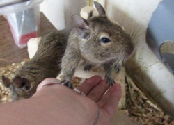 Хозяйка, корм не купила? Зайди в Справочник