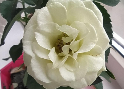 Как спасти магазинные розы в горшочке и устроить мини-сад у себя на подоконнике