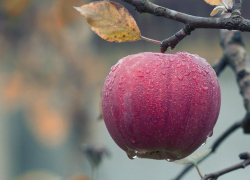 Небольшой дождь и до 14 градусов тепла обещают морозовчанам в пятницу