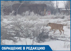 Осторожно, собака кусается, - морозовчанка предупредила жителей улицы Авдеева