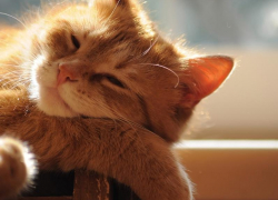 Потепление до +28 ожидается в Морозовске в среду