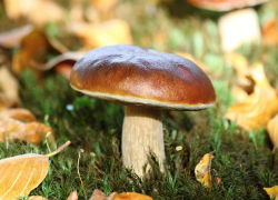 Переменную облачность и до +15 градусов тепла прогнозируют синоптики в пятницу, 24 сентября