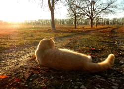 Первый день ноября в Морозовске будет теплым и безоблачным