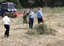 Почти 100 килограммов конопли уничтожили в Гагаринском сельском поселении