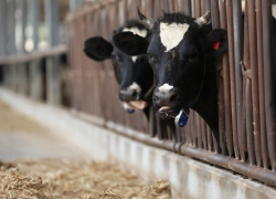 Два дня осталось у глав фермерских хозяйств для обращения за грантами