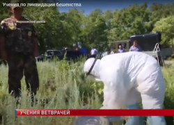 Учения по ликвидации бешенства провели в Морозовском районе