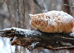 Снег, ветер и небольшой мороз прогнозируют синоптики 30 января